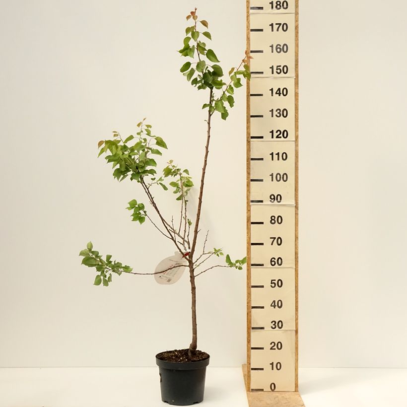Exemplar von Aprikose Royal - Prunus armeniaca Topf mit 7,5L/10L, Gobelet-Form wie im Frühjahr geliefert