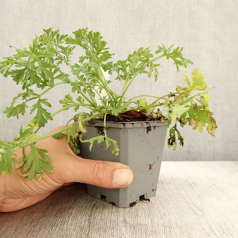 Example of Wermut Bio - Artemisia absinthium Kleine Töpfe von 7/8 cm as you get in automne