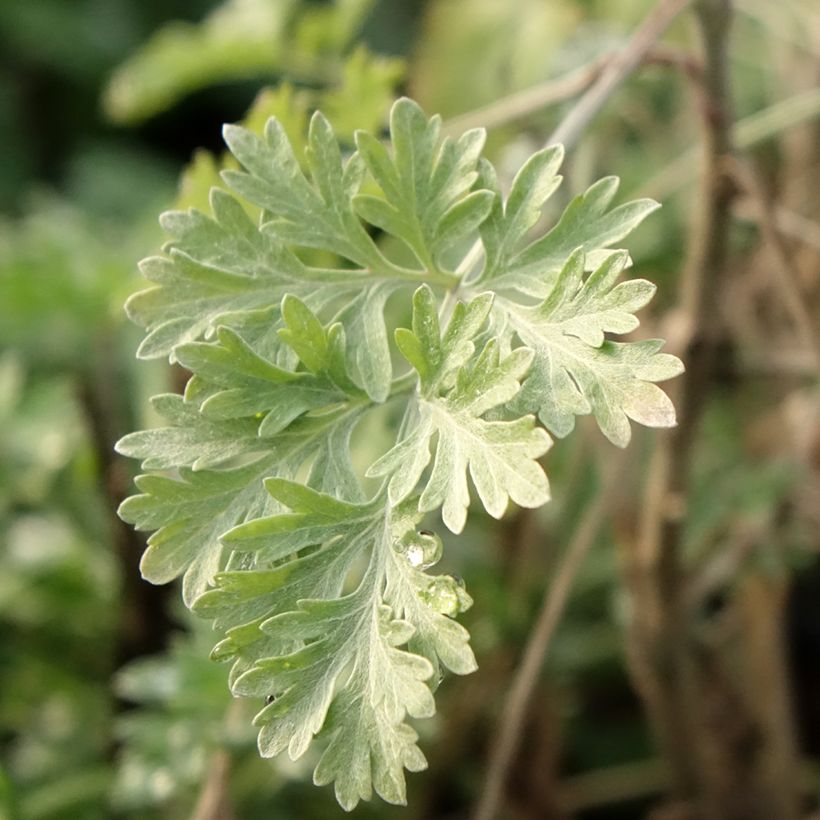 Wermut - Artemisia absinthium (Foliage)