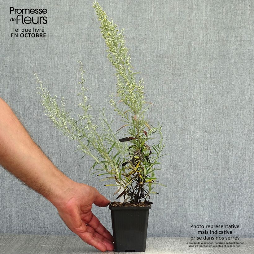 Example of Silber-Wermut Boughton Silver - Artemisia stelleriana Kleine Töpfe von 8/9 cm as you get in automne
