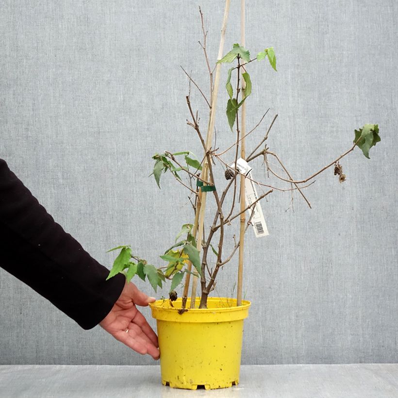 Exemplar von Abulilon megapotamicum Ines - Schönmalve Topf mit 3L/4L wie im Herbst geliefert