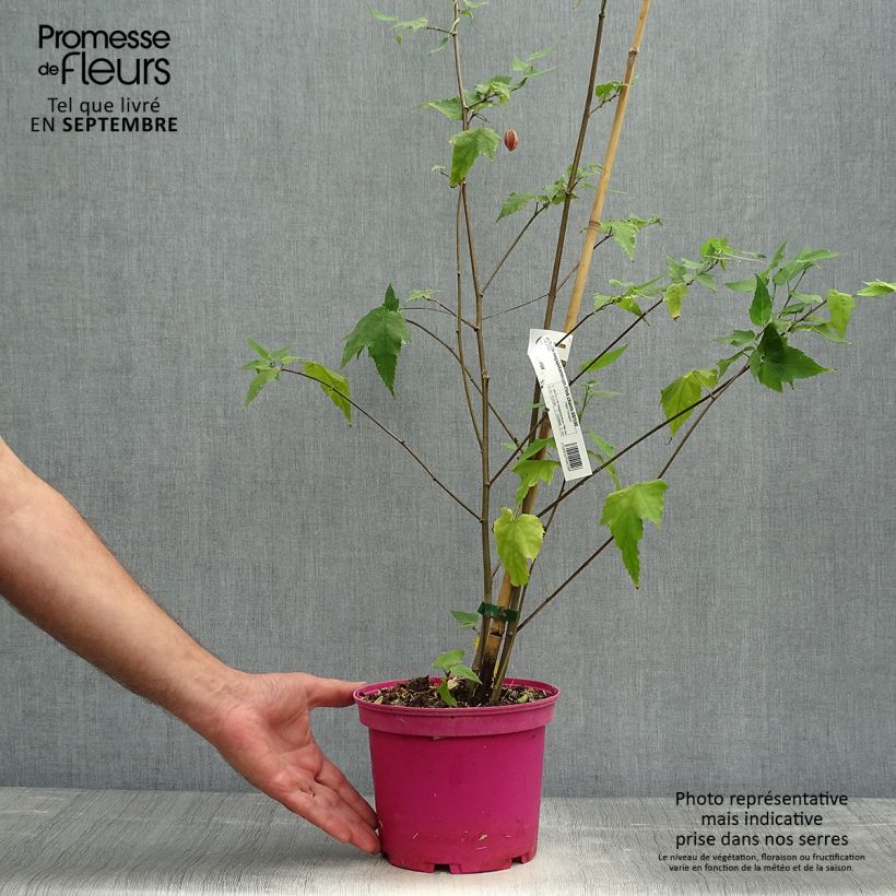 Example of Abutilon Pink Charm - Schönmalve Topf mit 3L/4L as you get in automne