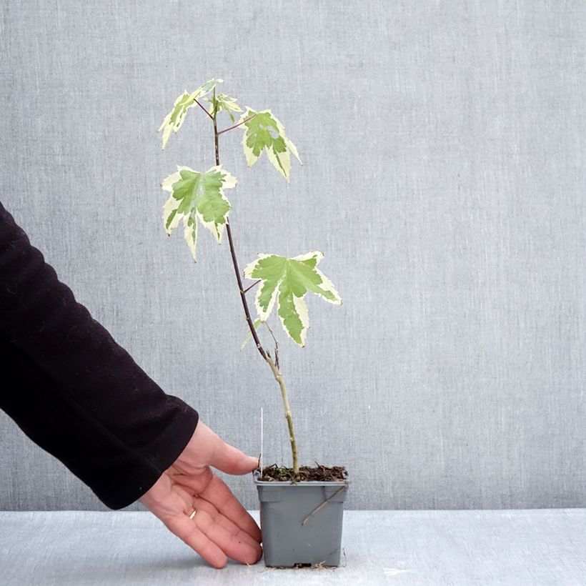 Exemplar von Abutilon Souvenir de Bonn - Schönmalve Kleine Töpfe von 8/9 cm wie im Winter geliefert