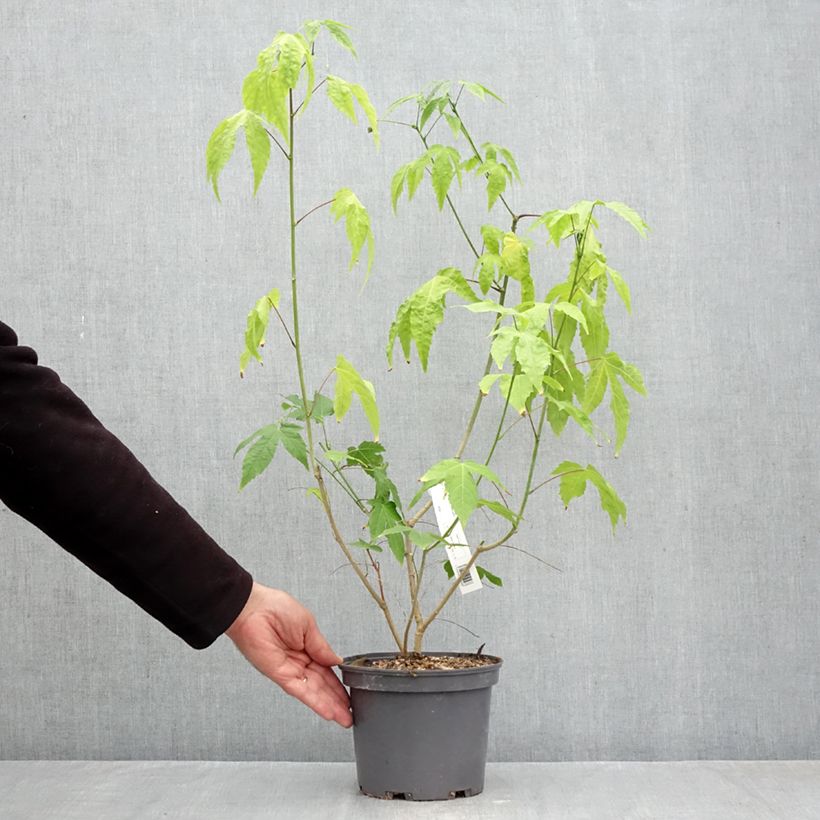 Exemplar von Abulilon striatum Redvein - Schönmalve Topf mit 3L/4L wie im Herbst geliefert