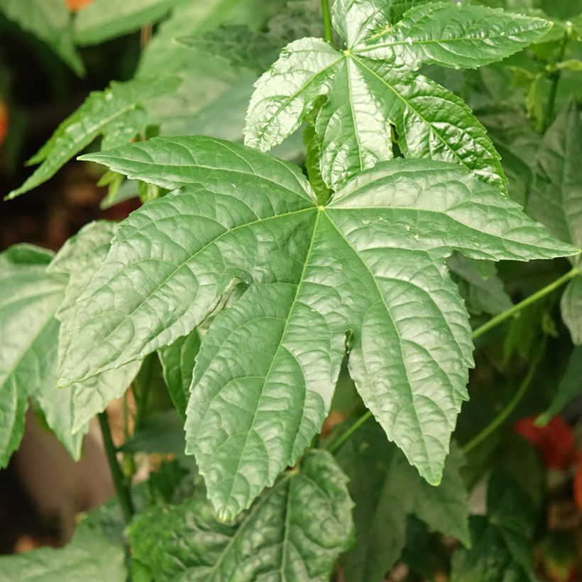 Abulilon striatum Redvein - Schönmalve (Foliage)