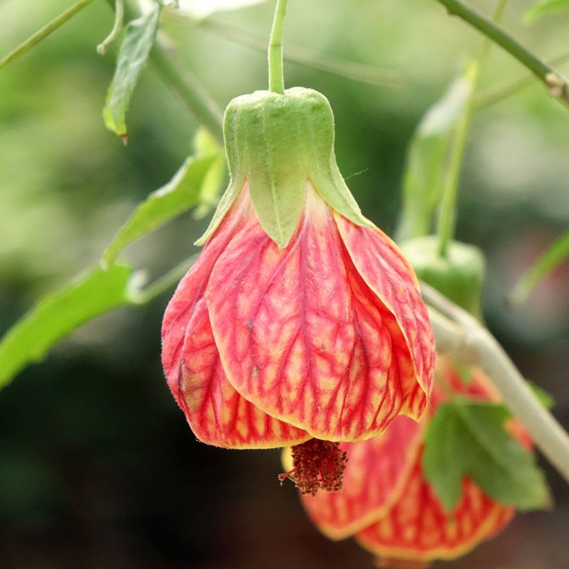 Abulilon striatum Redvein - Schönmalve (Flowering)