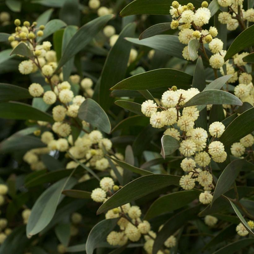 Acacia melanoxylon - Schwarzholz-Akazie (Flowering)