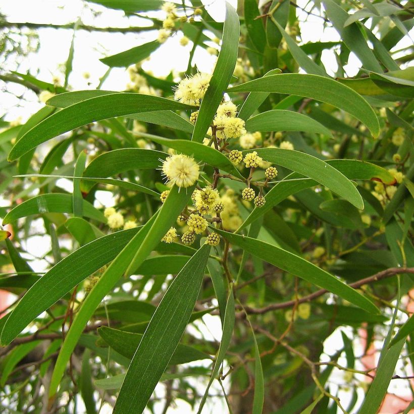 Acacia melanoxylon - Schwarzholz-Akazie (Foliage)