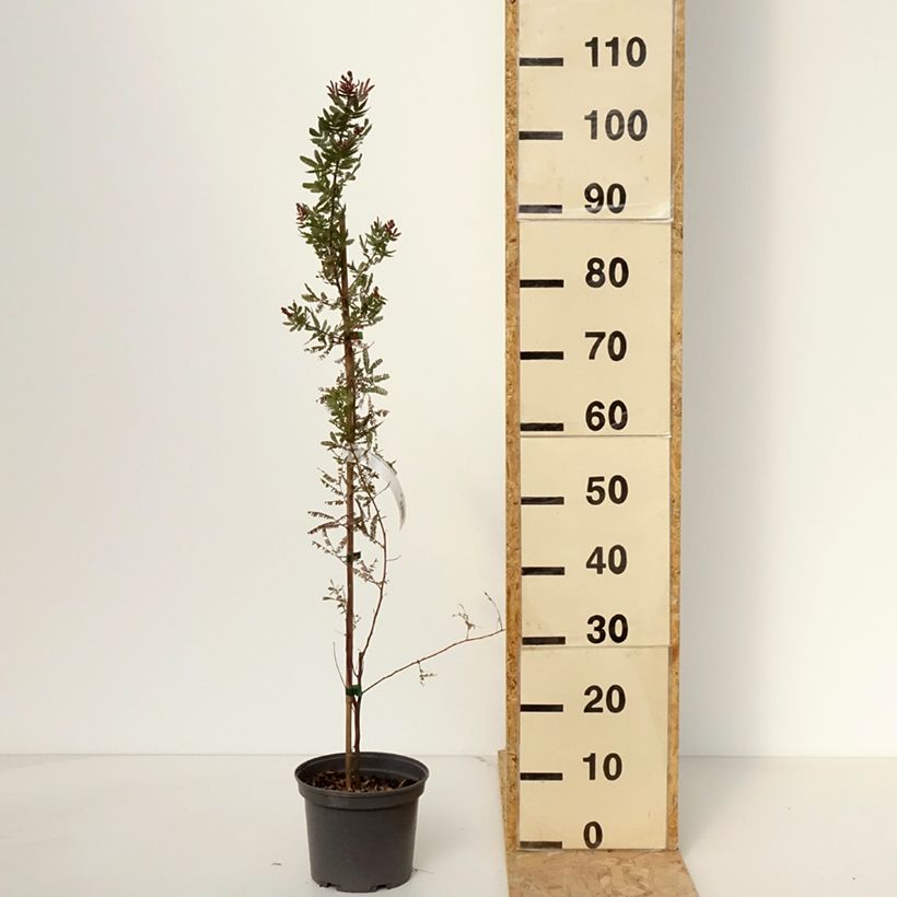 Exemplar von Acacia baileyana Purpurea - Cootamundra-Akazie Topf mit 3L/4L wie im Frühjahr geliefert