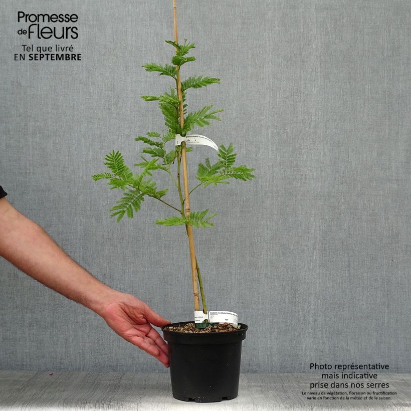 Example of Acacia dealbata Gaulois Astier - Silber-Akazie Topf mit 2L/3L as you get in automne