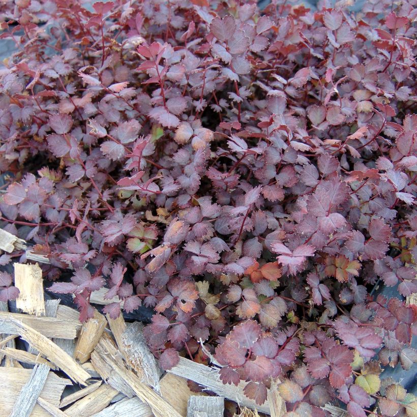 Acaena inermis Purpurea - Stachelnüßchen (Foliage)