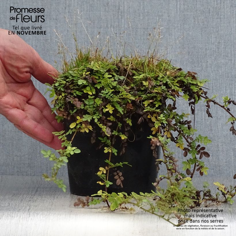Example of Acaena magellanica - Magellan-Stachelnüsschen Topf mit 2L/3L as you get in automne