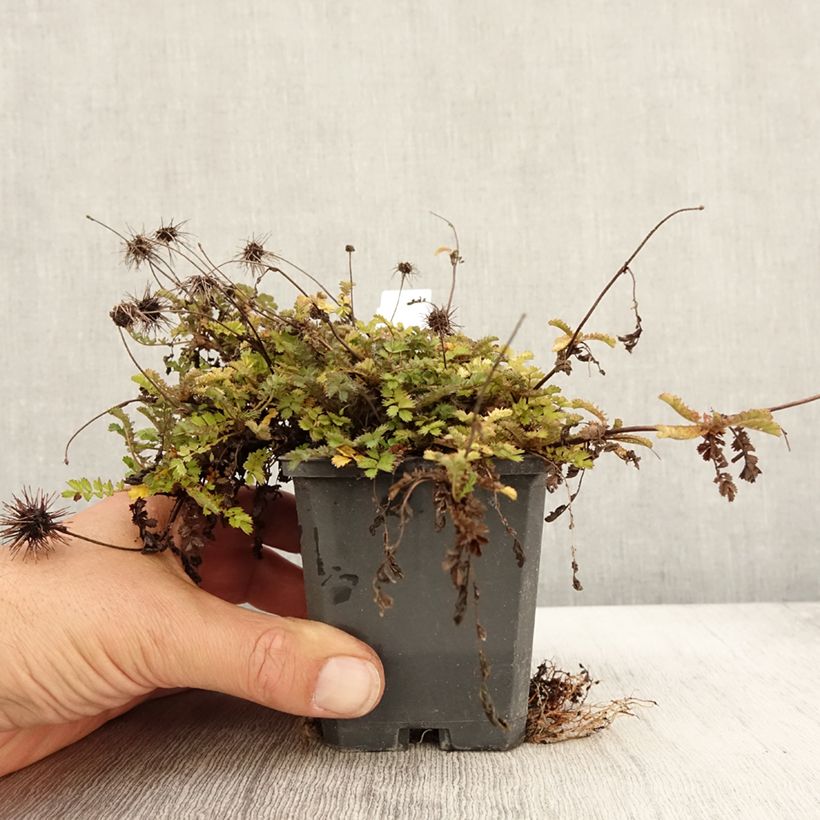 Example of Acaena microphylla Dichte Matte - Stachelnüßchen Kleine Töpfe von 8/9 cm as you get in automne