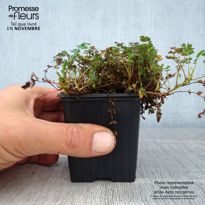 Example of Acaena microphylla Kupferteppich - Stachelnüßchen Kleine Töpfe von 8/9 cm as you get in automne