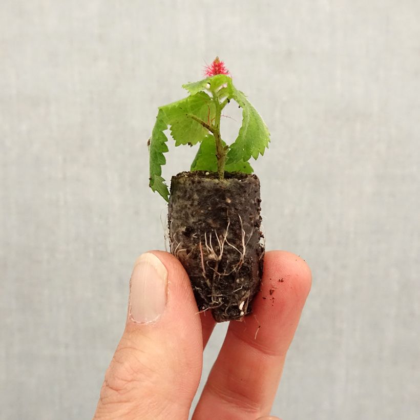 Example of Acalypha pendula Foxie - Katzenschwanz Mini-Plug Ø 1,5/2,5 cm as you get in printemps