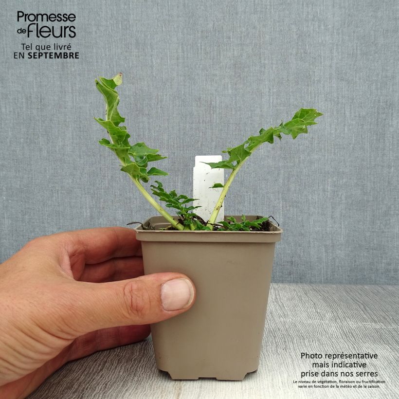 Example of Acanthus Morning Candle - Akanthus Kleine Töpfe von 8/9 cm as you get in ete