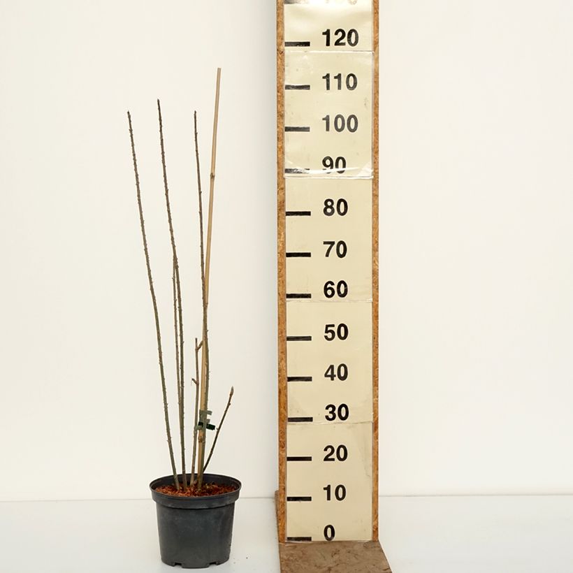 Exemplar von Acanthopanax henryi Topf mit 4L/5L wie im Winter geliefert