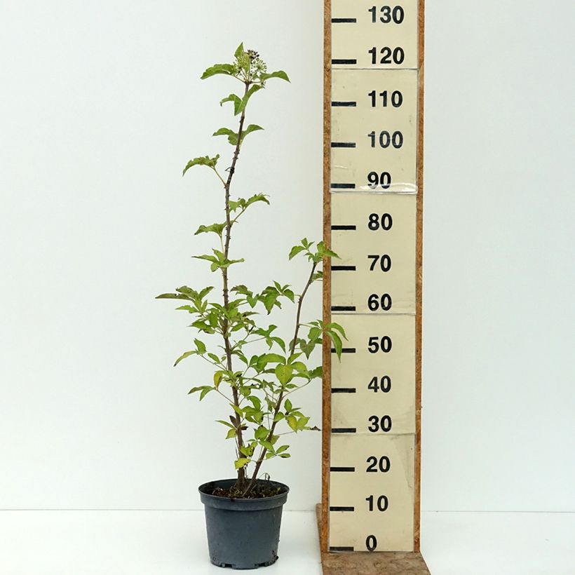 Exemplar von Acanthopanax henryi Nana - Eleutherococcus Pot de 3L/4L wie im Sommer geliefert