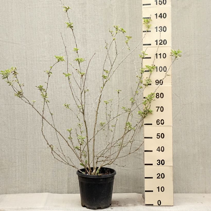 Example of Acanthopanax sieboldii Variegatus Topf mit 12L/15L as you get in ete