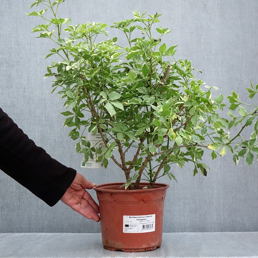 Exemplar von Acanthopanax sieboldii Variegatus Topf mit 4L/5L wie im Herbst geliefert