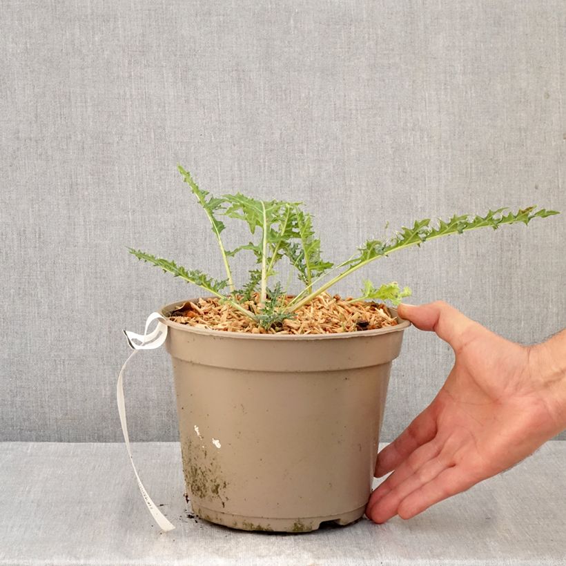 Exemplar von Acanthus hirsutus subsp. syriacus - Syrischer Bärenklau Topf mit 4L/5L wie im Herbst geliefert