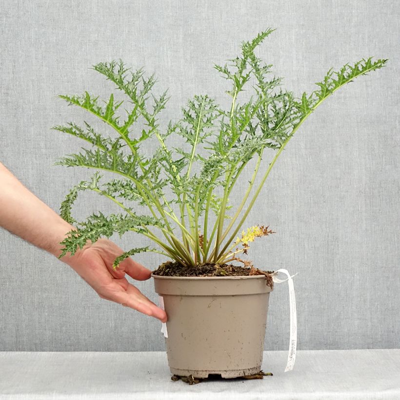 Exemplar von Acanthus hirsutus subsp. syriacus - Syrischer Bärenklau Topf mit 4L/5L wie im Frühjahr geliefert
