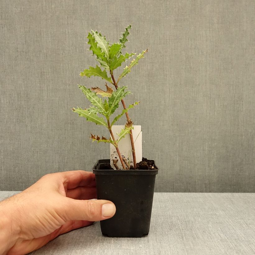 Exemplar von Acanthus sennii Kleine Töpfe von 8/9 cm wie im Herbst geliefert