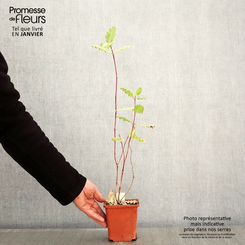 Exemplar von Acanthus sennii Topf mit 1L/1,5L wie im Winter geliefert