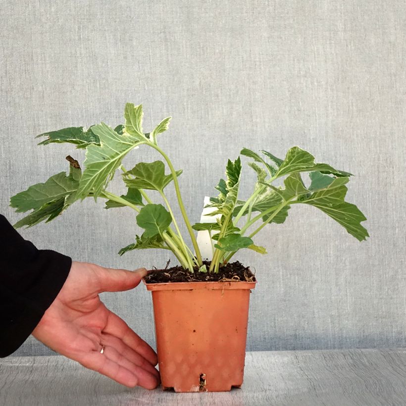 Example of Acanthus mollis Whitewater - Weicher Akanthus Topf mit 1L/1,5L as you get in automne