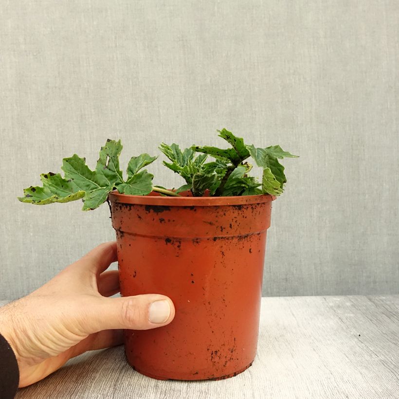 Example of Acanthus mollis Whitewater - Weicher Akanthus Topf mit 2L/3L as you get in automne