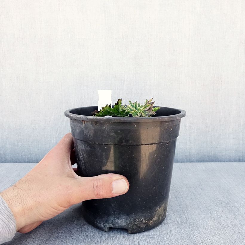 Exemplar von Acanthus mollis Whitewater - Weicher Akanthus Topf mit 2L/3L wie im Frühjahr geliefert