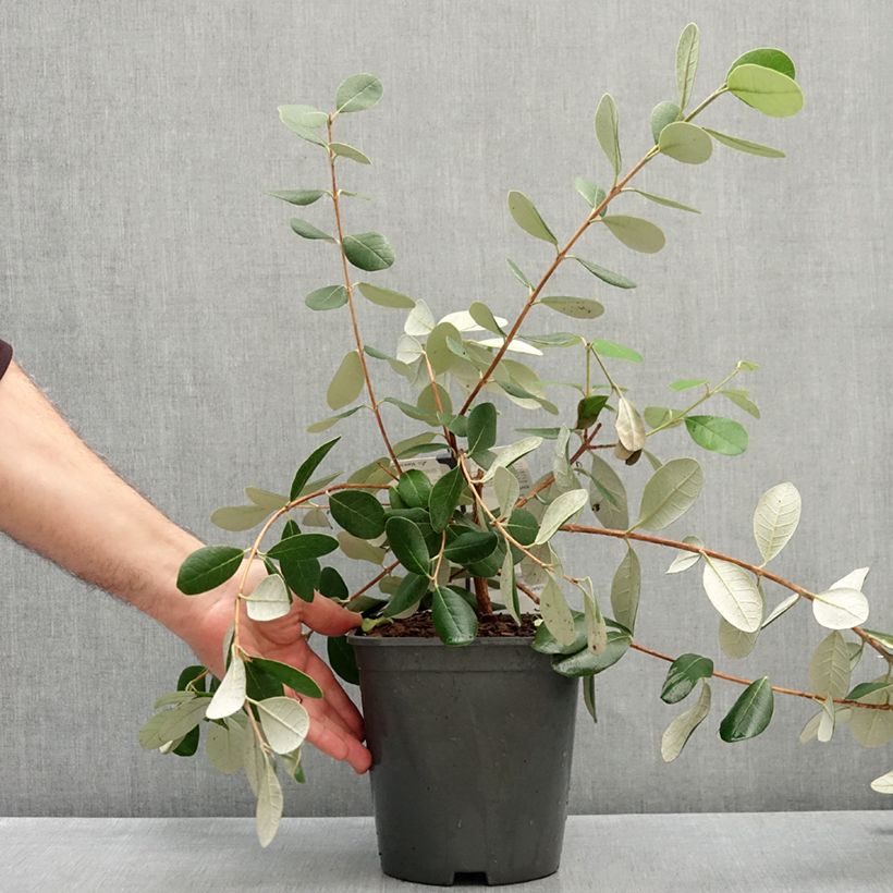 Exemplar von Brasilianische Guave Coolidge - Feijoa sellowiana Topf mit 4L/5L wie im Herbst geliefert