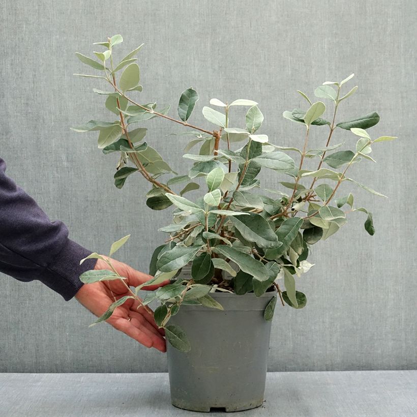 Exemplar von Brasilianische Guave Coolidge - Feijoa sellowiana Topf mit 4L/5L wie im Sommer geliefert