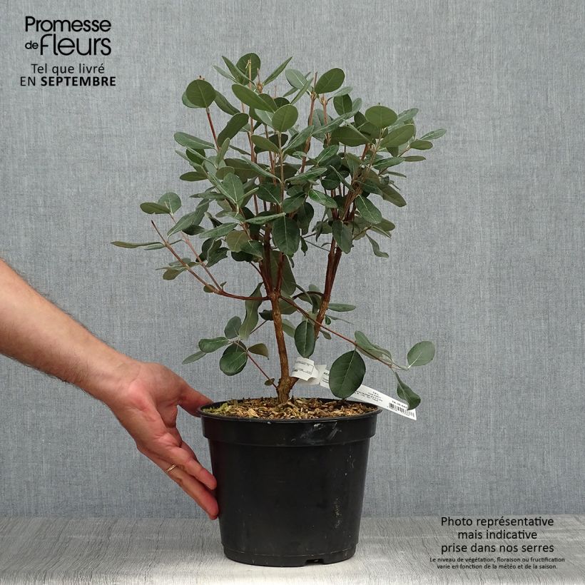 Example of Brasilianische Guave - Acca sellowiana Topf mit 4L/5L as you get in automne