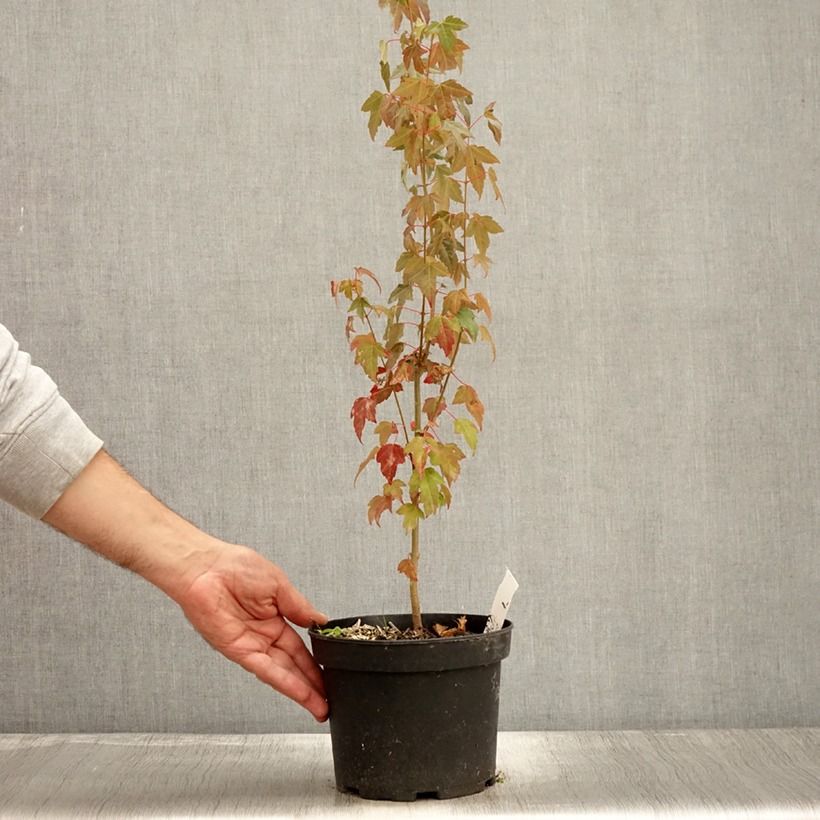 Example of Dreispitz-Ahorn - Acer buergerianum Topf mit 2L/3L as you get in automne