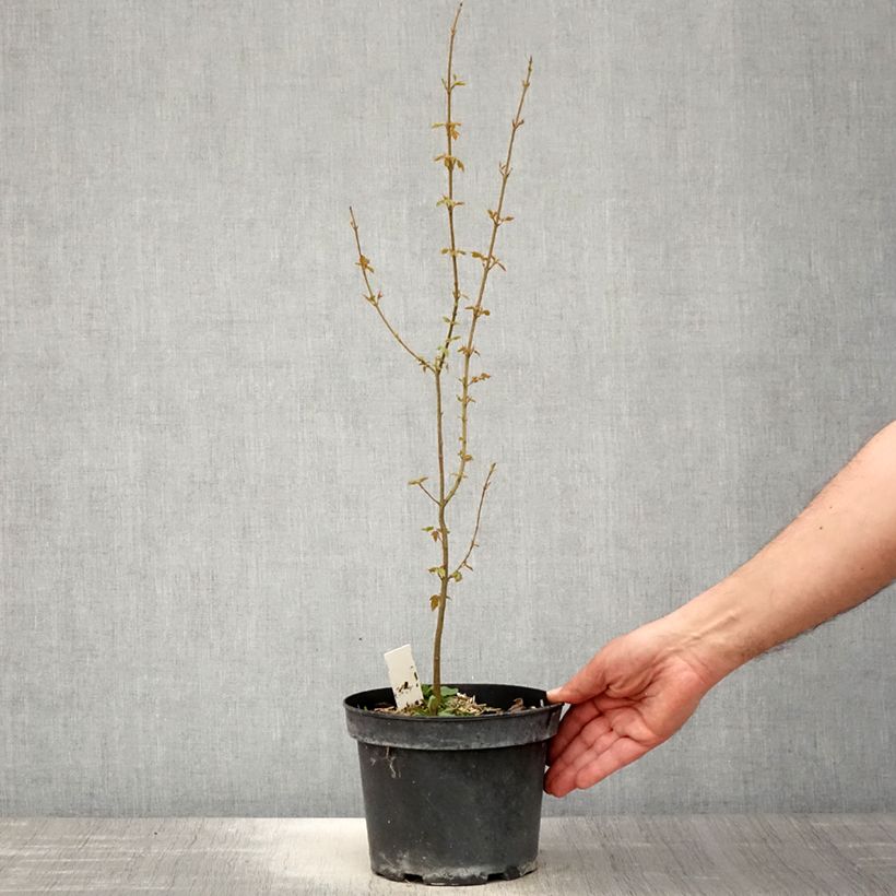 Exemplar von Dreispitz-Ahorn - Acer buergerianum Topf mit 2L/3L wie im Frühjahr geliefert