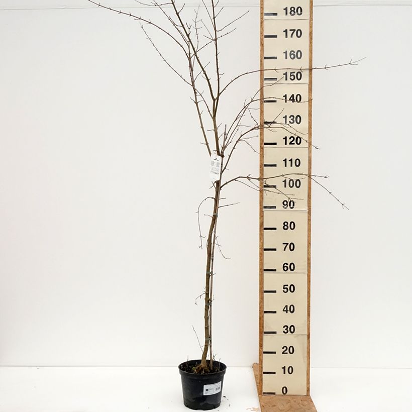 Exemplar von Dreispitz-Ahorn - Acer buergerianum Topf mit 4L/5L wie im Herbst geliefert