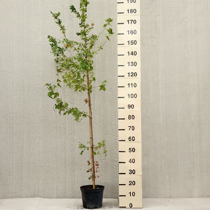 Example of Dreispitz-Ahorn - Acer buergerianum Topf mit 4L/5L as you get in ete