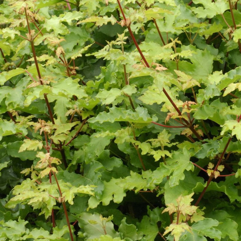 Feld-Ahorn Nanum - Acer campestre (Foliage)