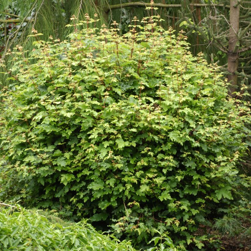 Feld-Ahorn Nanum - Acer campestre (Plant habit)