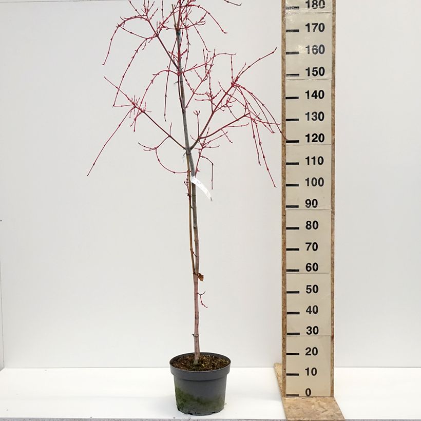Example of Strauchahorn Red Flamingo - Acer conspicuum Topf mit 7,5L/10L as you get in hiver