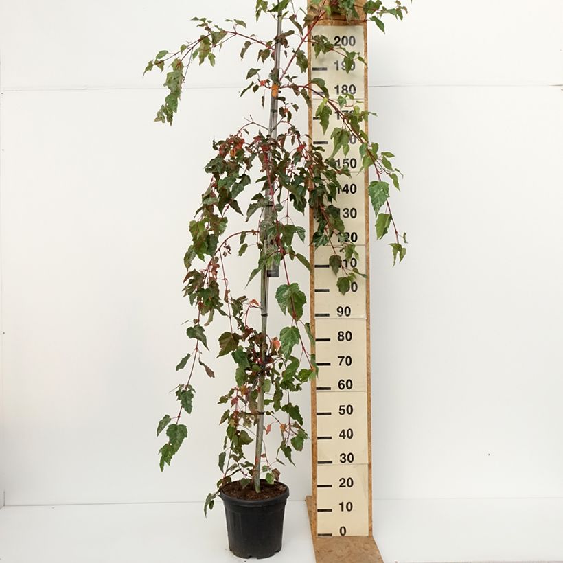 Exemplar von Strauchahorn Red Flamingo - Acer conspicuum Topf mit 7,5L/10L wie im Herbst geliefert