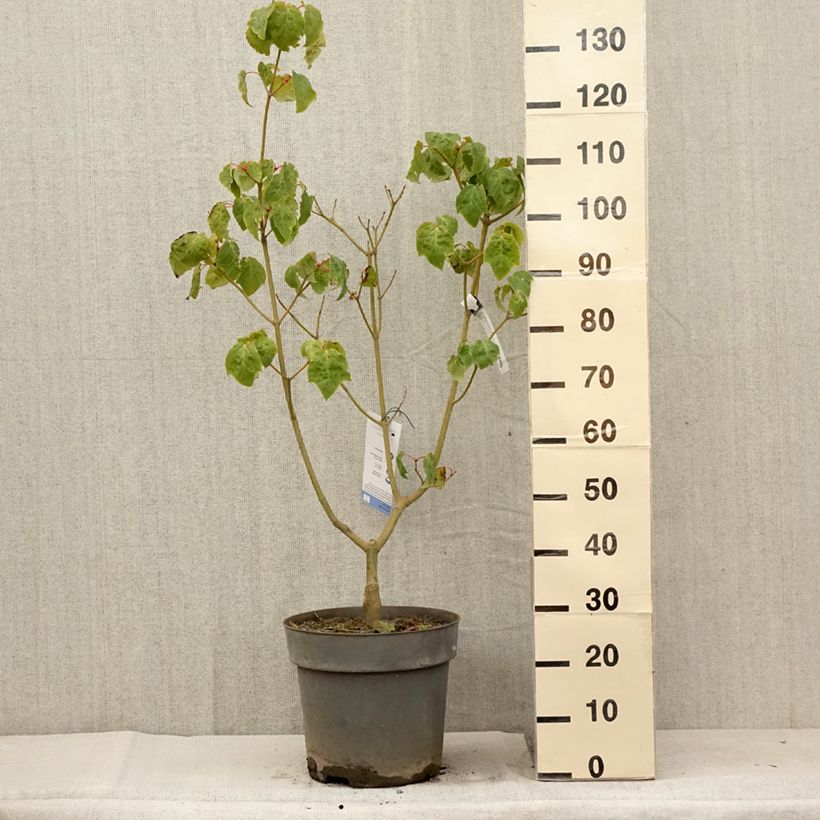 Example of Strauchahorn Silver Vein - Acer conspicuum Topf mit 12L/15L as you get in ete
