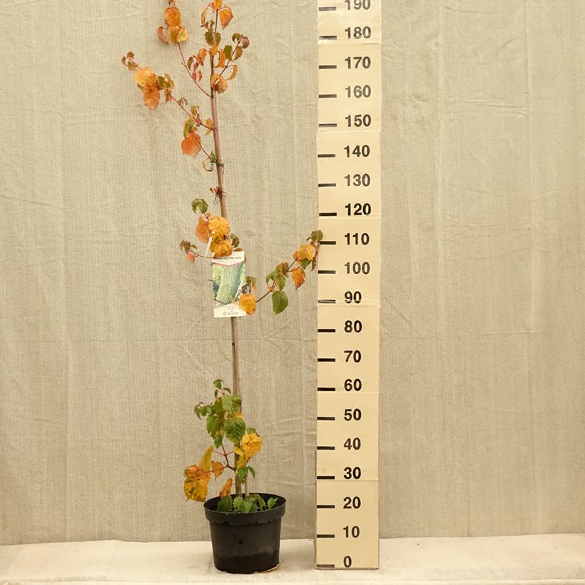 Example of Schlangenhautahorn - Acer davidii Topf mit 7,5L/10L as you get in automne