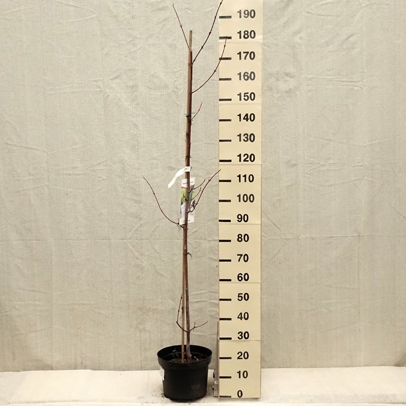 Exemplar von Schlangenhautahorn - Acer davidii Topf mit 7,5L/10L wie im Frühjahr geliefert
