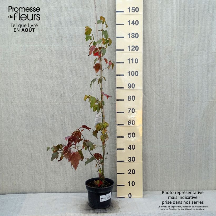 Example of Schlangenhautahorn - Acer davidii Topf mit 4L/5L as you get in ete