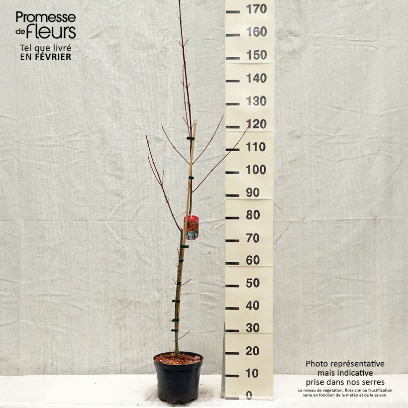 Exemplar von Schlangenhautahorn - Acer davidii Topf mit 4L/5L wie im Winter geliefert