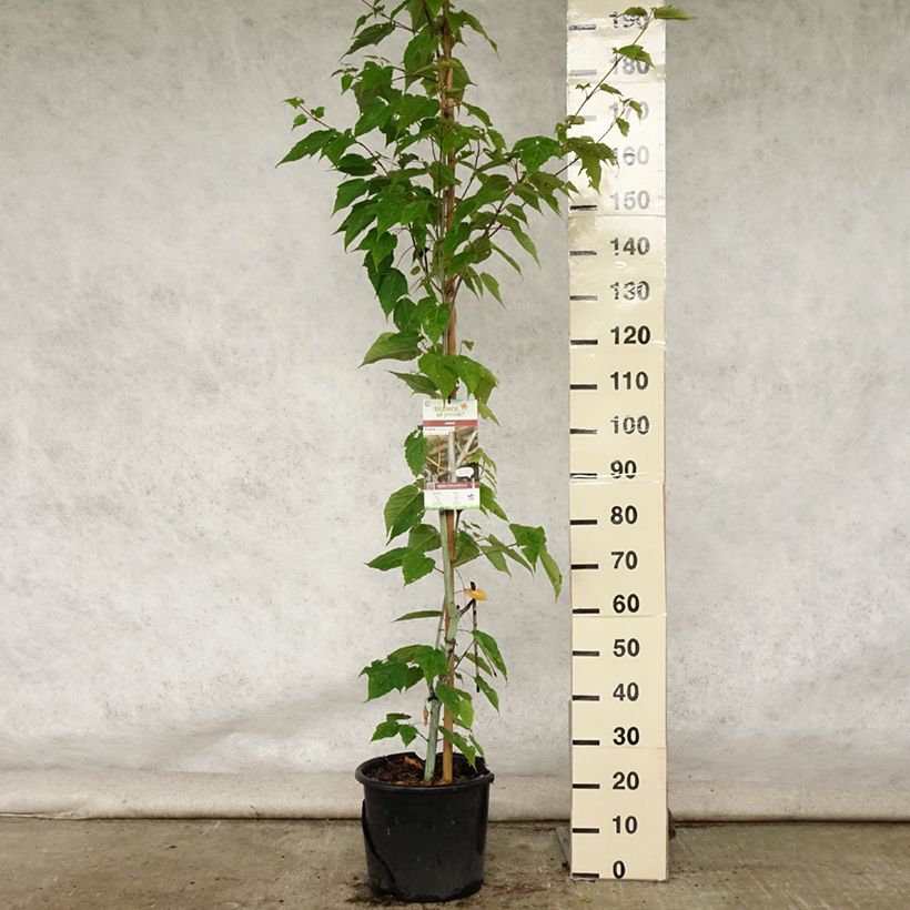 Exemplar von Schlangenhautahorn Viper - Acer davidii Topf mit 12L/15L wie im Sommer geliefert
