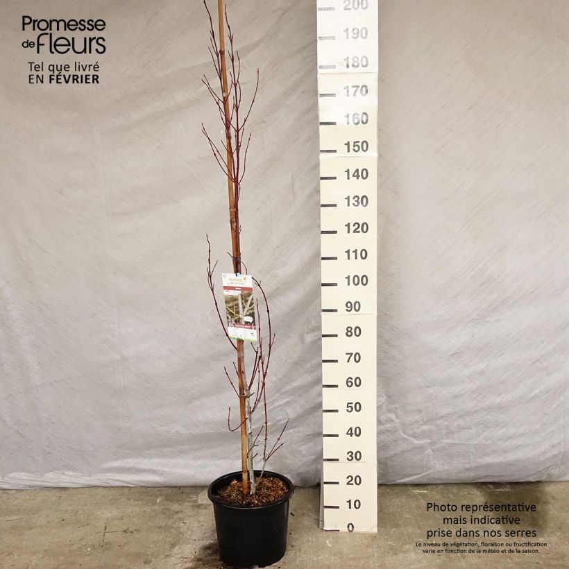 Exemplar von Schlangenhautahorn Viper - Acer davidii Topf mit 12L/15L wie im Winter geliefert