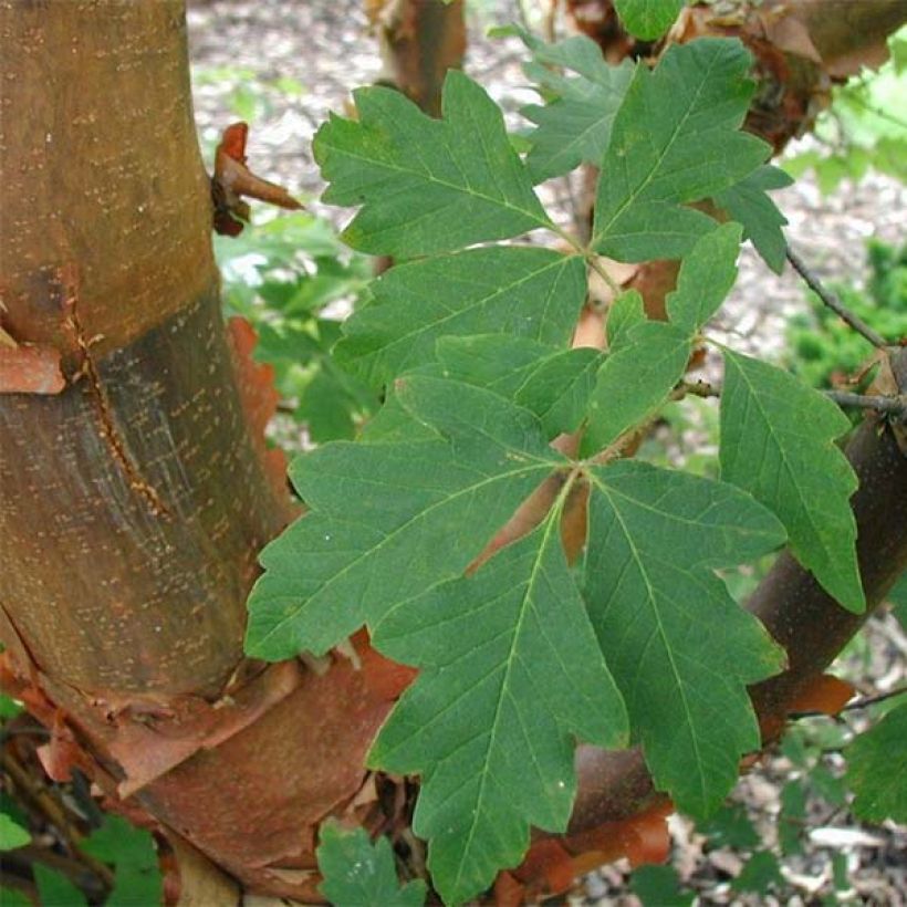Zimt-Ahorn - Acer griseum (Foliage)